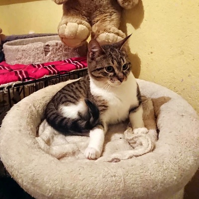 Kater Jonny sucht seine liebe Familie, EKH - Kater