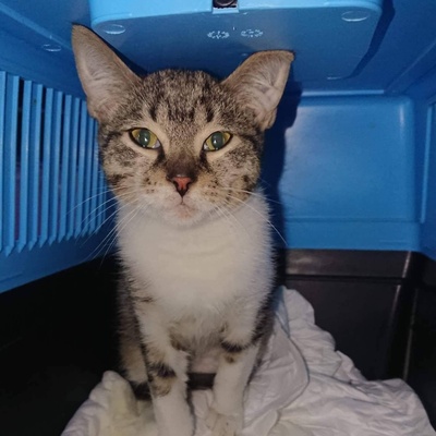 Kater Jonny wartet auf seine lieben Menschen, EKH - Kater