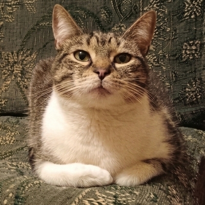 Kater Jonny wartet auf seine lieben Menschen, EKH - Kater