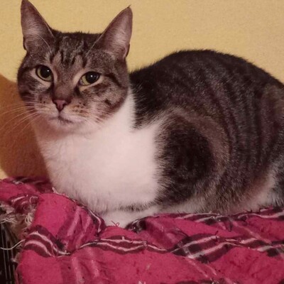 Kater Jonny wartet auf seine lieben Menschen, EKH - Kater