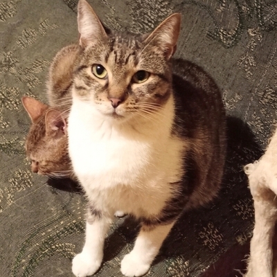 Kater Jonny wartet auf seine lieben Menschen, EKH - Kater