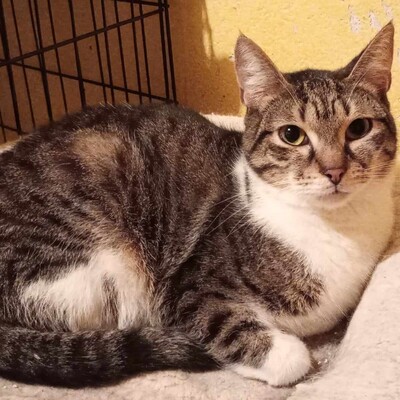 Kater Jonny wartet auf seine lieben Menschen, EKH - Kater