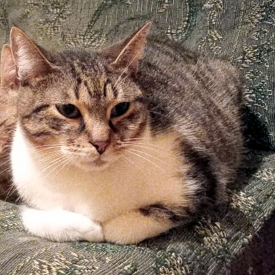 Kater Jonny watete auf seine lieben Menschen, EKH - Kater