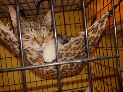 Kater Jonny watete auf seine lieben Menschen, EKH - Kater