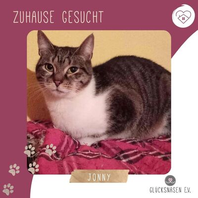 Kater Jonny wünscht sich sehnsüchtig ein Zuhause, EKH - Kater