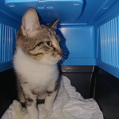 Kater Jonny wünscht sich sehnsüchtig ein Zuhause, EKH - Kater