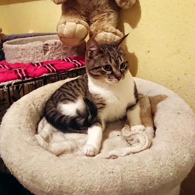 Kater Jonny wünscht sich sehnsüchtig ein Zuhause, EKH - Kater