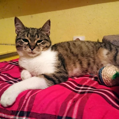 Kater Jonny wünscht sich sehnsüchtig ein Zuhause, EKH - Kater