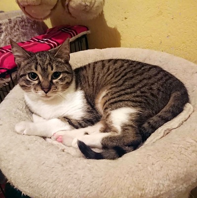 Kater Jonny wünscht sich sehnsüchtig ein Zuhause, EKH - Kater