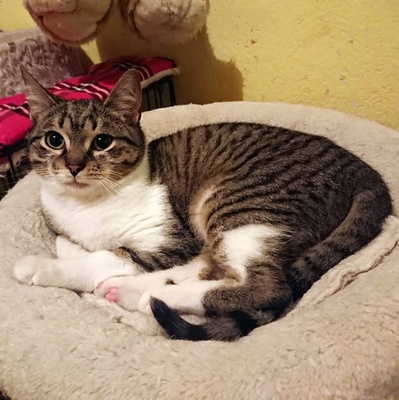 Kater Jonny wünscht sich sehnsüchtig ein Zuhause, EKH - Kater