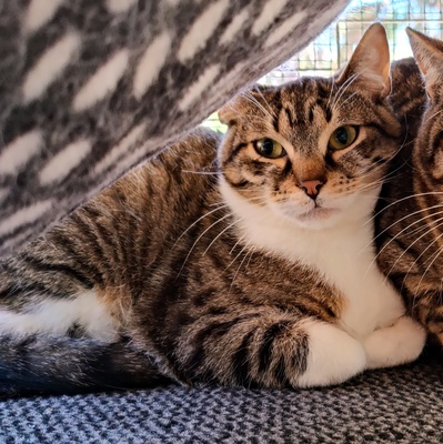 Kater Jonny wünscht sich sehnsüchtig ein Zuhause, EKH - Kater