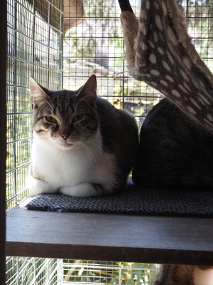 Kater Jonny wünscht sich sehnsüchtig ein Zuhause, EKH - Kater