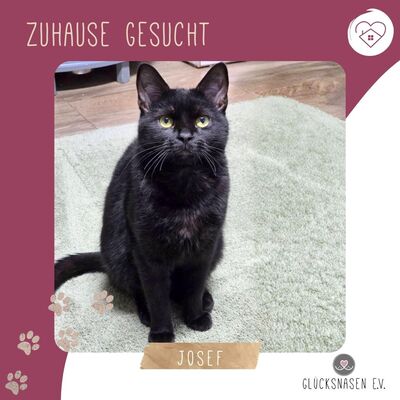 Kater Josef hofft auf Post von Dir, EKH - Kater