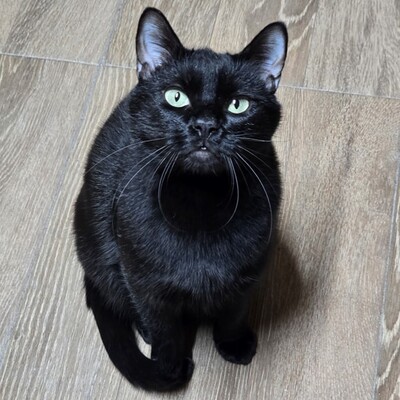 Kater Josef hofft auf Post von Dir, EKH - Kater