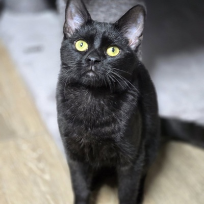 Kater Josef hofft auf Post von Dir, EKH - Kater