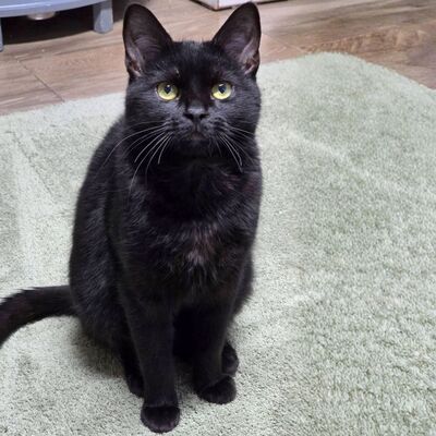 Kater Josef hofft auf Post von Dir, EKH - Kater