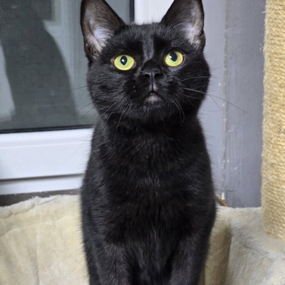 Kater Josef hofft auf Post von Dir, EKH - Kater