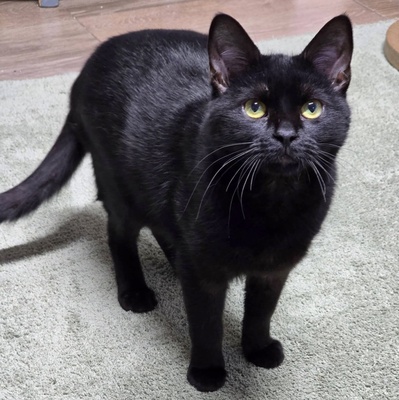 Kater Josef hofft auf Post von Dir, EKH - Kater