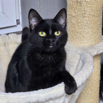 Kater Josef hofft auf Post von Dir, EKH - Kater