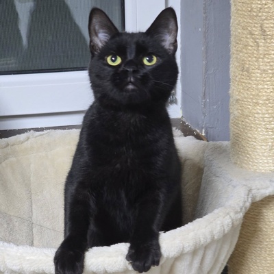 Kater Josef hofft auf Post von Dir, EKH - Kater