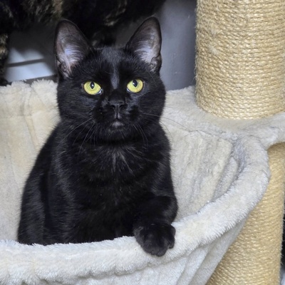 Kater Josef hofft auf Post von Dir, EKH - Kater