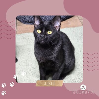 Kater Josef packt gern seinen Koffer