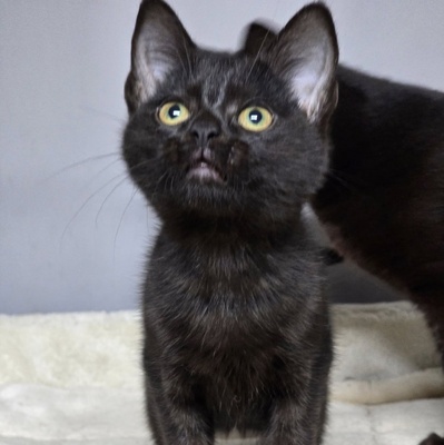 Kater Josef packt gern seinen Koffer, EKH - Kater