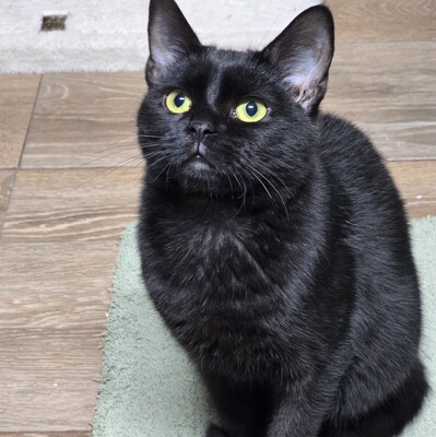 Kater Josef packt gern seinen Koffer, EKH - Kater