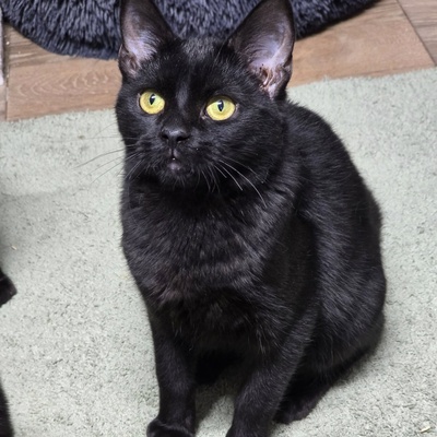 Kater Josef packt gern seinen Koffer, EKH - Kater