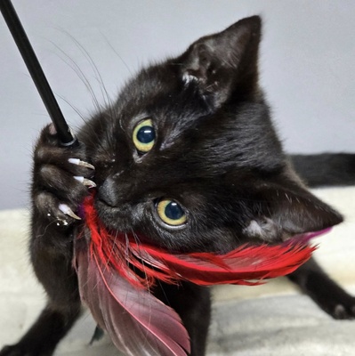 Kater Josef packt gern seinen Koffer, EKH - Kater