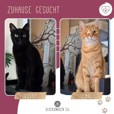 Kater Josef und Emil wollte Deine Welt erobern