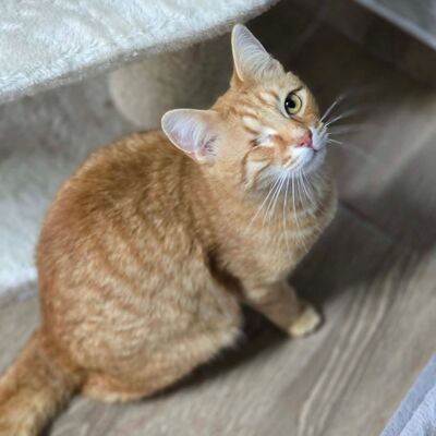 Kater Josef und Emil wollte Deine Welt erobern, EKH - Kater