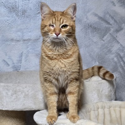 Kater Josef und Emil wollte Deine Welt erobern, EKH - Kater