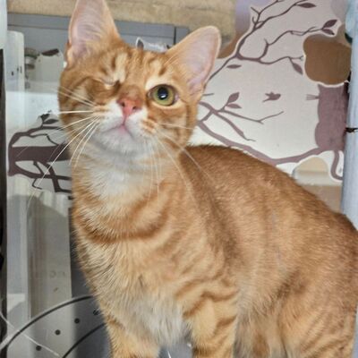 Kater Josef und Emil wollte Deine Welt erobern, EKH - Kater