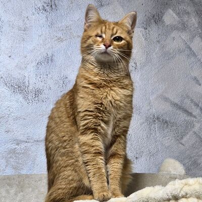 Kater Josef und Emil wollte Deine Welt erobern, EKH - Kater