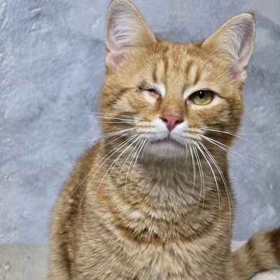 Kater Josef und Emil wollte Deine Welt erobern, EKH - Kater