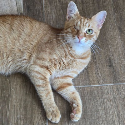 Kater Josef und Emil wollte Deine Welt erobern, EKH - Kater