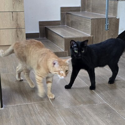 Kater Josef und Emil wollte Deine Welt erobern, EKH - Kater