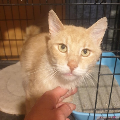 Kater Joshi möchte bei Dir einziehen, EKH - Kater