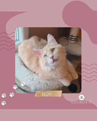 Kater Joshi möchte bei Dir einziehen