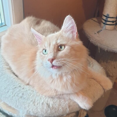 Kater Joshi möchte bei Dir einziehen, EKH - Kater