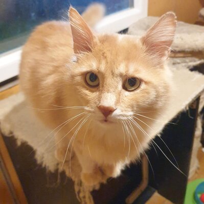 Kater Joshi möchte bei Dir einziehen, EKH - Kater