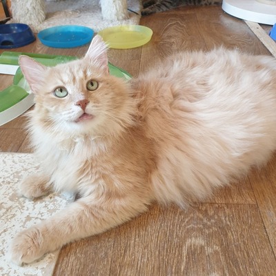 Kater Joshi möchte bei Dir einziehen, EKH - Kater