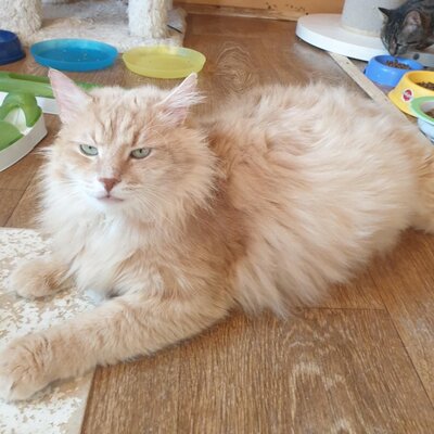 Kater Joshi möchte bei Dir einziehen, EKH - Kater