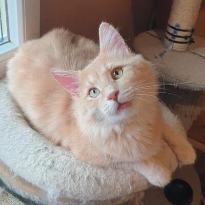 Kater Joshi möchte gern reisen, EKH - Kater