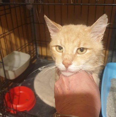 Kater Joshi schmust sehr gern, EKH - Kater
