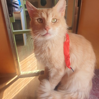 Kater Joshi schmust sehr gern, EKH - Kater