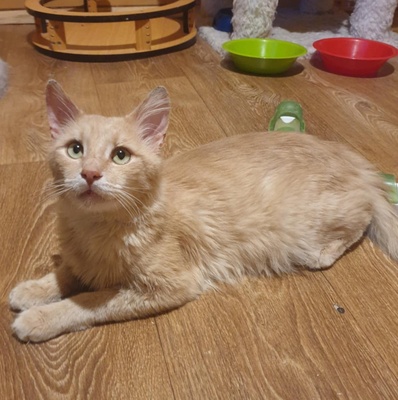 Kater Joshi schmust sehr gern, EKH - Kater