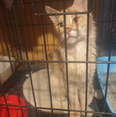 Kater Joshi schmust sehr gern, EKH - Kater