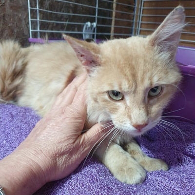 Kater Joshi sucht Dich zum schmusen, EKH - Kater